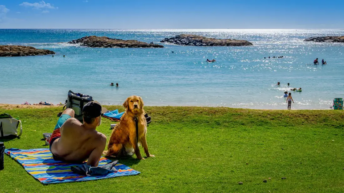 Una zona de césped junto a la playa mira hacia el agua turquesa, con una persona y un perro sobre una manta.