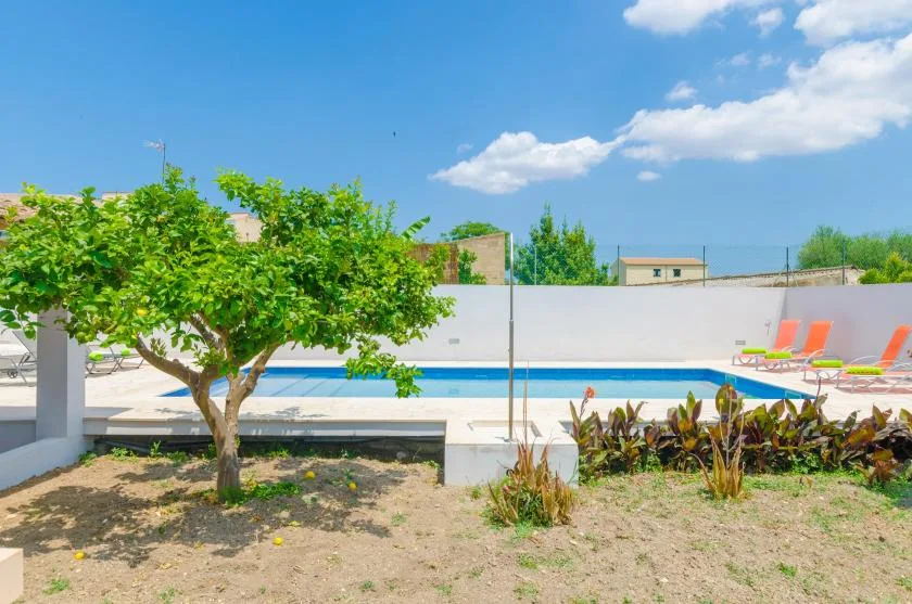 An outdoor swimming pool beside a leafy tree and a white boundary wall.