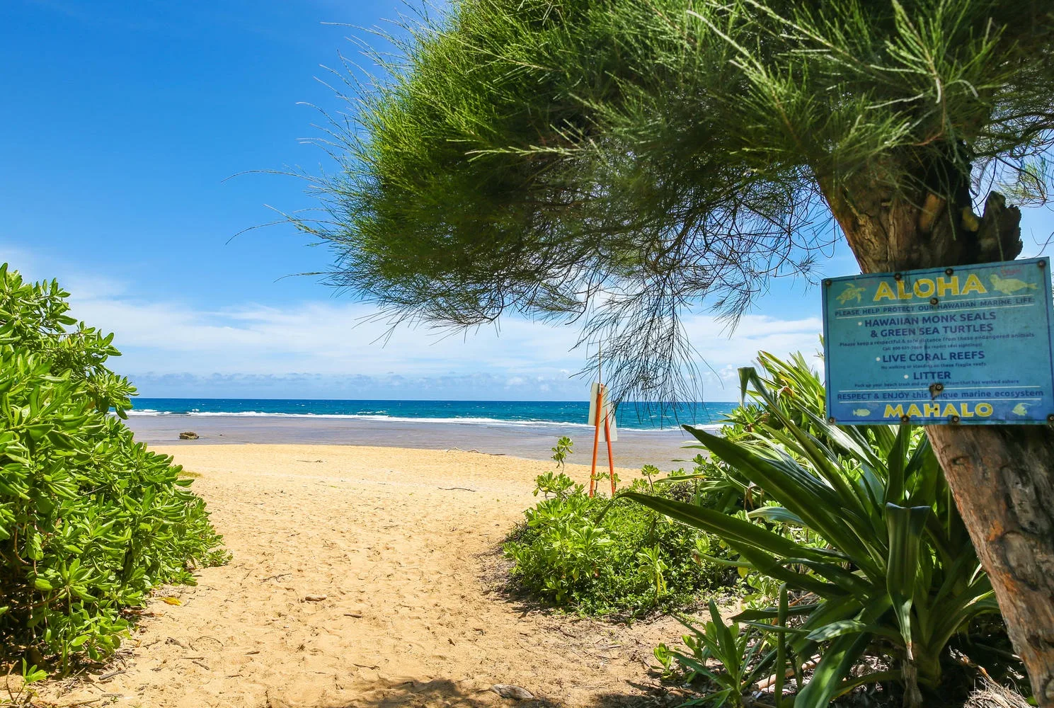 A sandy beach path leads toward the ocean beneath a broad coastal tree.
