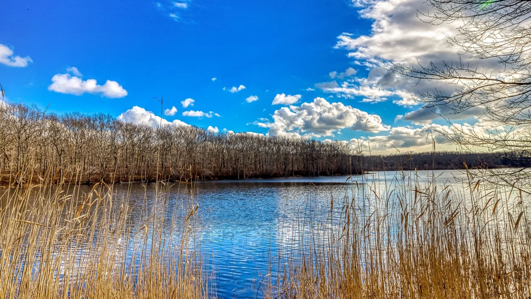 Un lago rodeado de juncos y árboles sin hojas bajo un cielo azul.