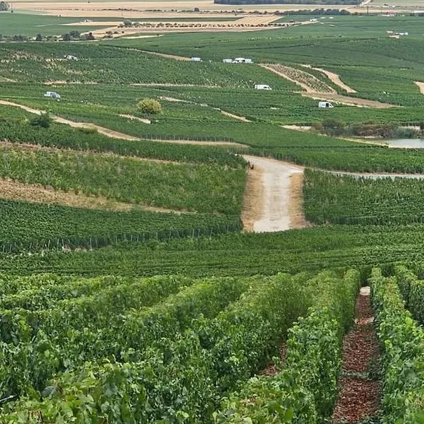 Vendimia en Champaña
