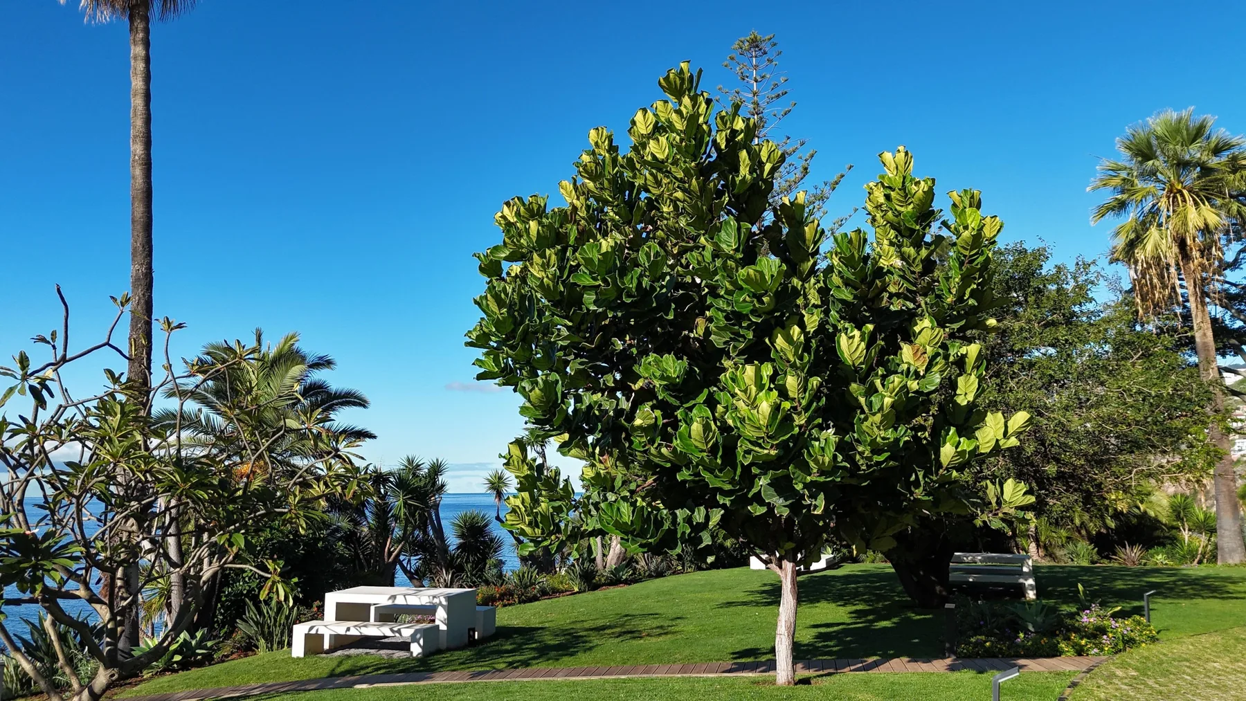 Un jardín ajardinado con un gran árbol frondoso y el océano visible a lo lejos.