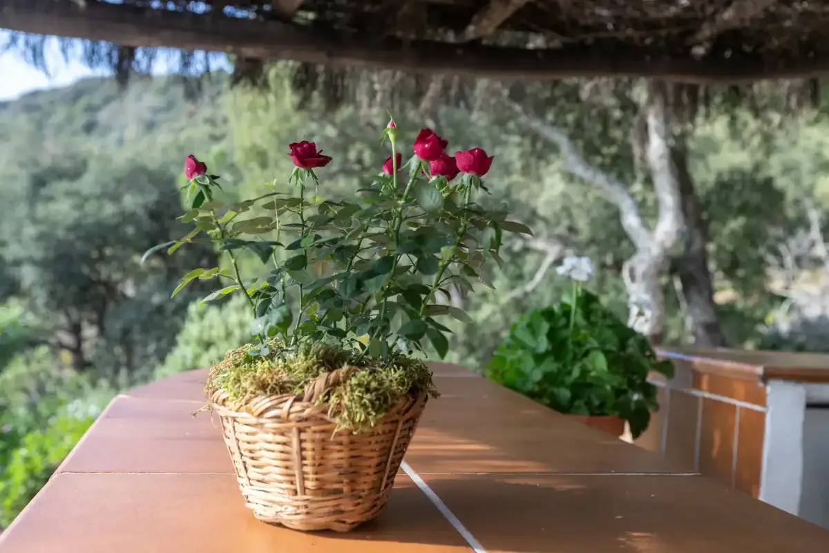A potted rose plant sits on a table beneath a shaded outdoor structure.