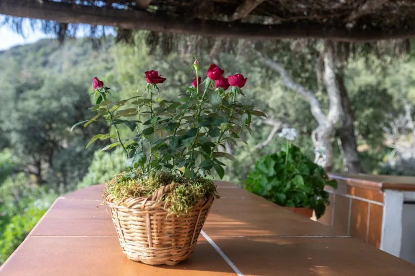 A basket of red roses sits on an outdoor table beneath a shaded roof.
