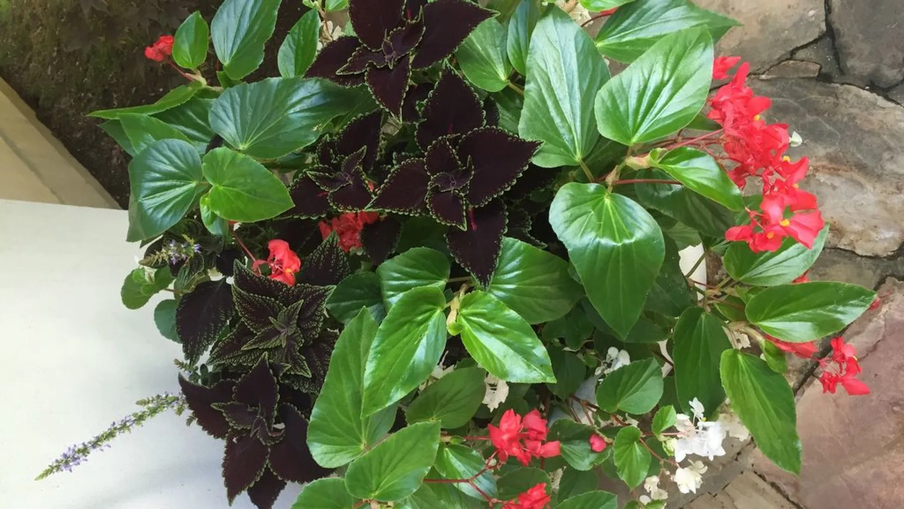 Un frondoso arreglo de hojas verdes y oscuras con flores rojas y blancas.