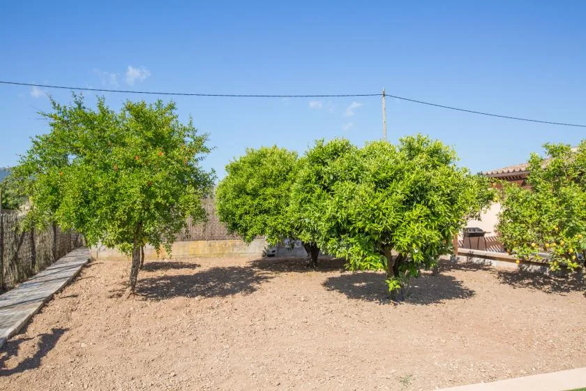 A dry garden with several leafy trees beneath a clear blue sky.