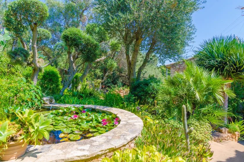 Un estanque de jardín con nenúfares está rodeado de árboles y plantas.