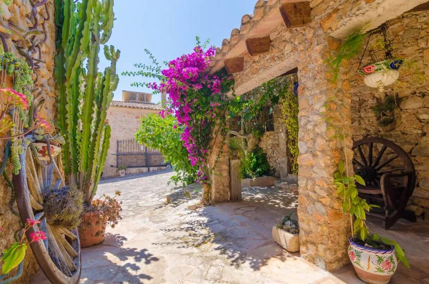 Un patio de piedra soleado con cactus altos y enredaderas con flores.