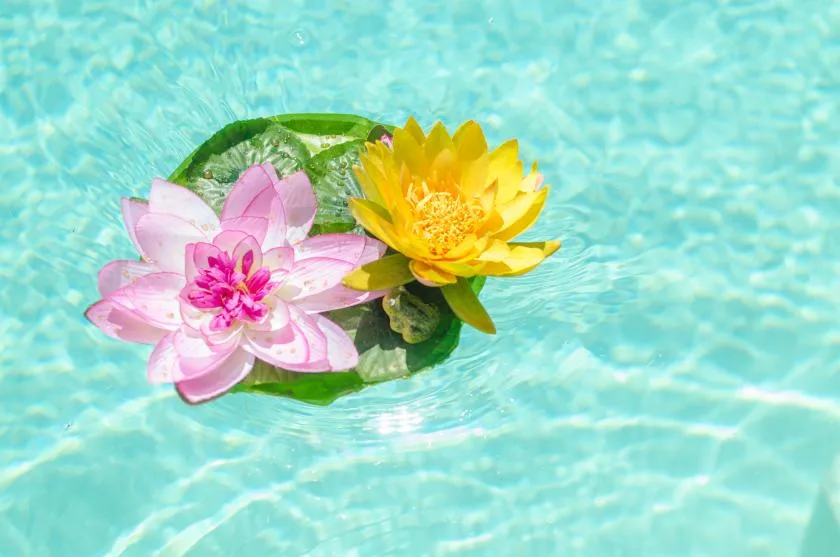 Pink and yellow water lilies float on the surface of a pool.