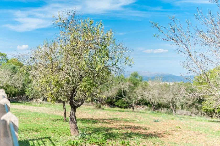 Un campo abierto con hierba y árboles dispersos bajo un cielo azul.