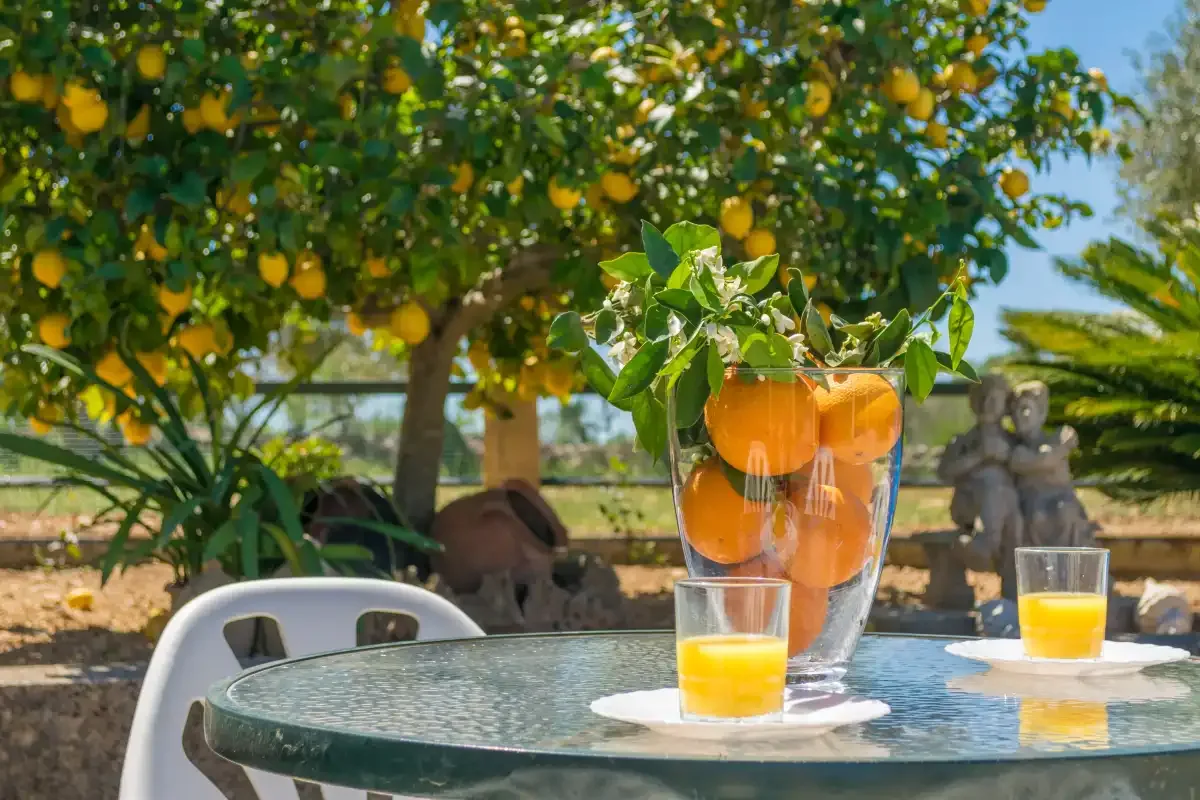 Una mesa al aire libre con vasos de zumo de naranja bajo un árbol frutal.