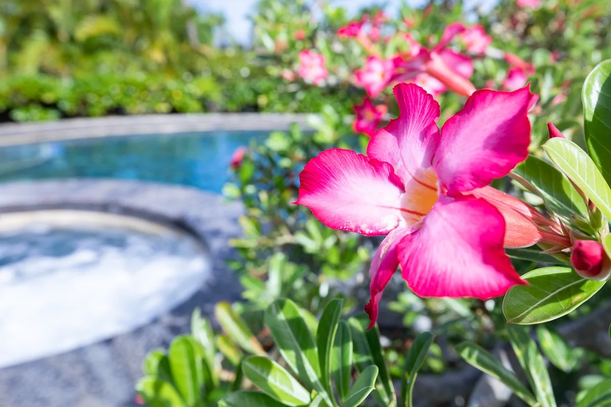 Flores rosas y follaje verde junto a una pequeña piscina al aire libre.