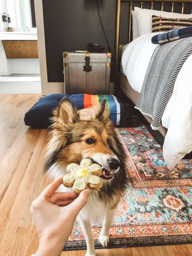 Perro disfrutando de una golosina en una habitación
