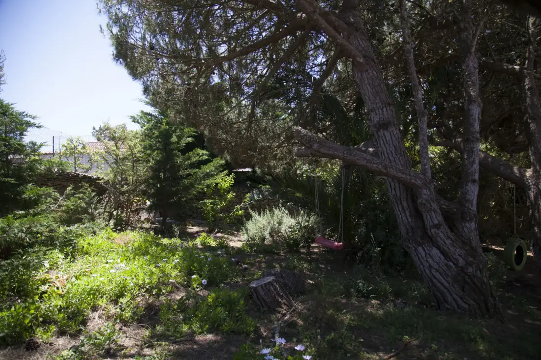 A shaded garden with trees, shrubs, and a small tire swing.