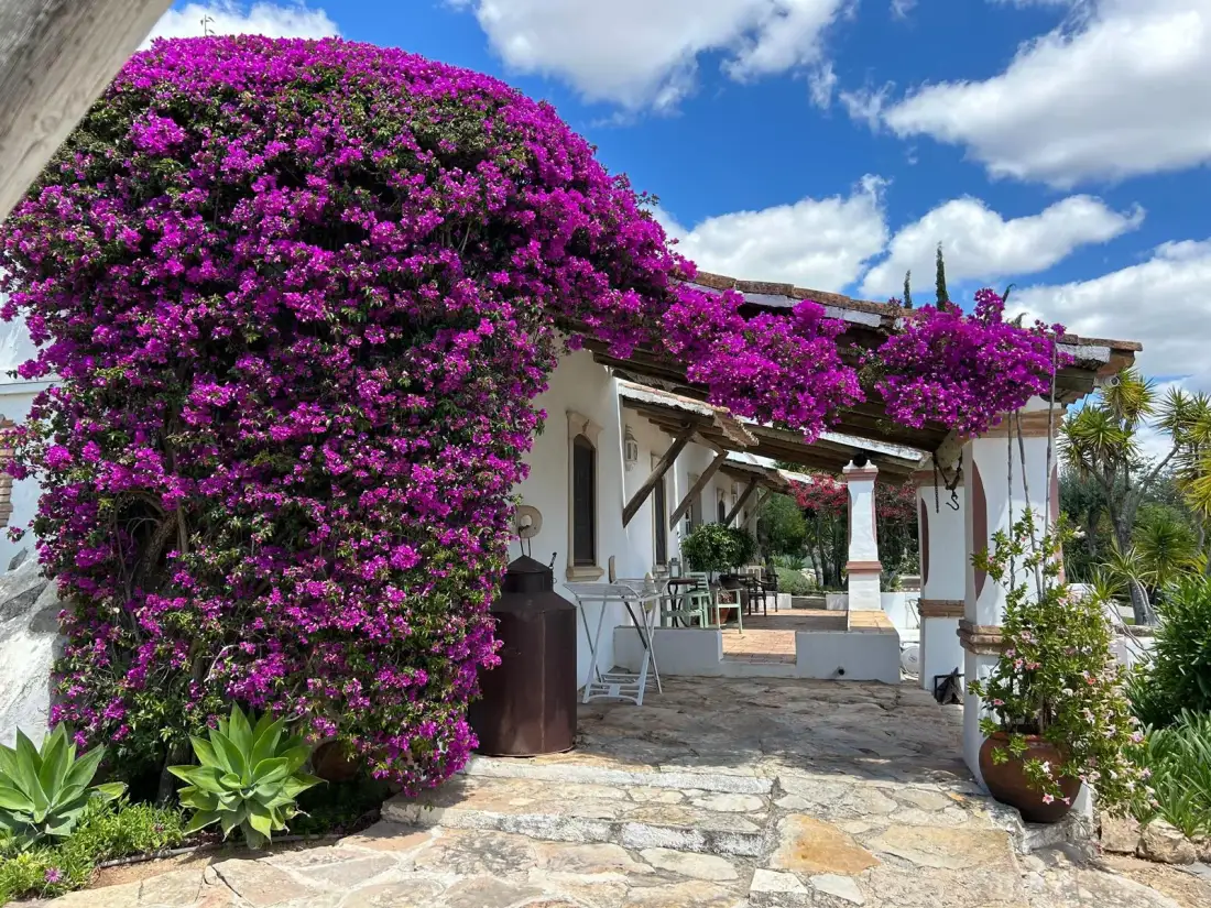 La entrada de una villa blanca está enmarcada por vibrantes enredaderas con flores moradas.