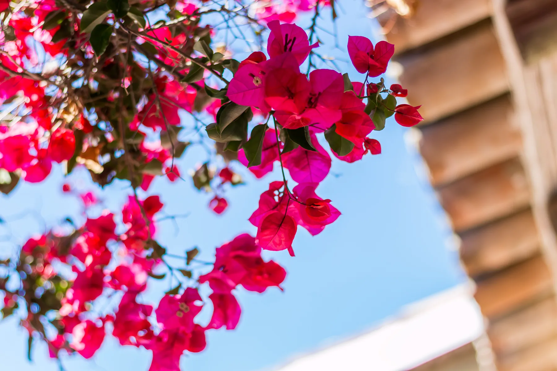 Flores rosas brillantes cuelgan junto a un edificio bajo un cielo azul despejado.