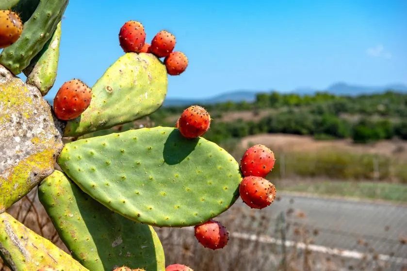 Un nopal con frutos rojos destaca frente a un paisaje rural soleado.