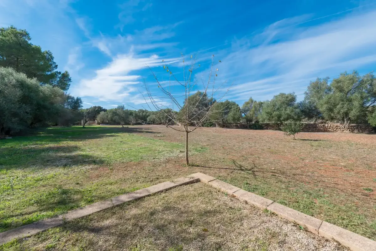 Un jardín abierto con un árbol joven sin hojas y árboles maduros alrededor.