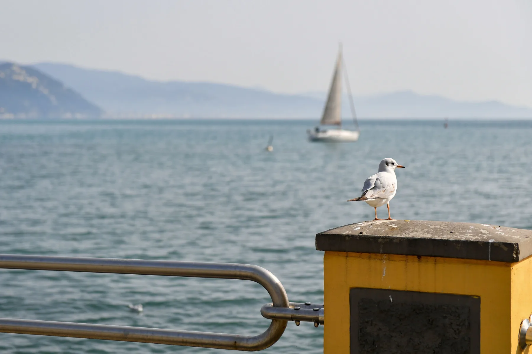 Una gaviota está sobre un poste junto al agua, con un velero a lo lejos.