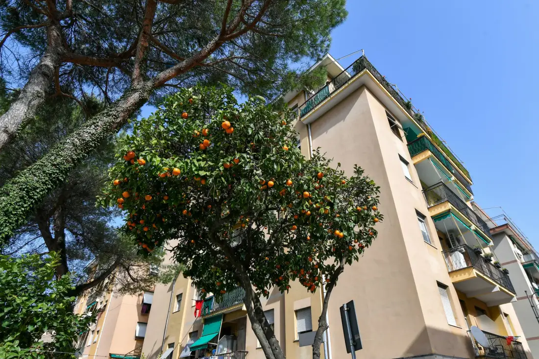 Un edificio de apartamentos se alza detrás de un árbol frondoso con frutos cítricos maduros.