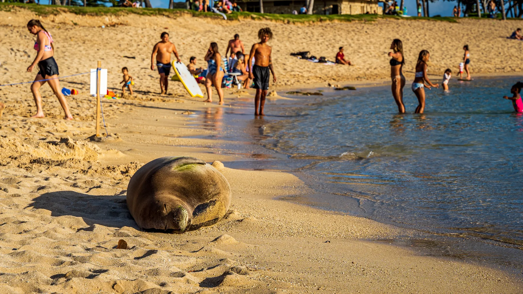 Una foca descansa en una playa de arena mientras varias personas se meten en el agua.