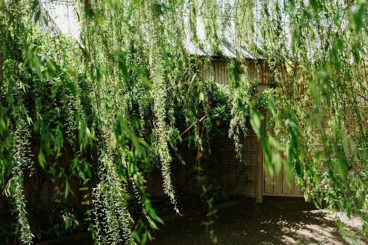 Una puerta de jardín de madera queda parcialmente oculta tras ramas verdes colgantes.