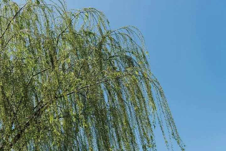 Un árbol frondoso de ramas colgantes ocupa la vista frente a un cielo azul despejado.