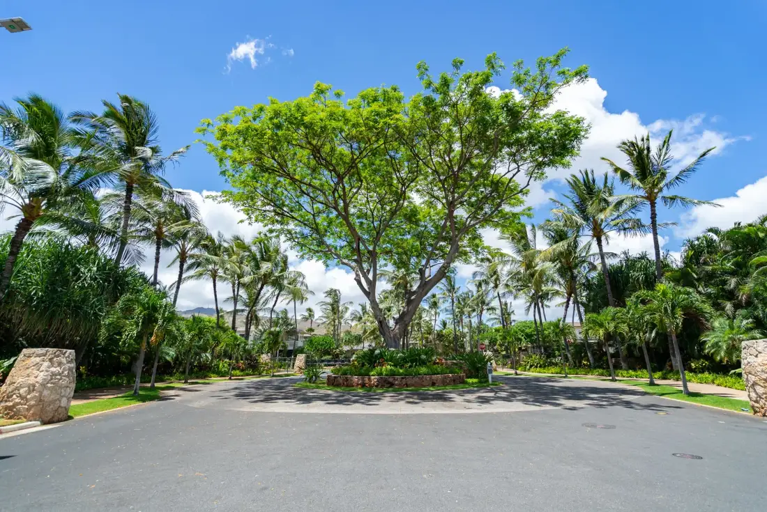 A landscaped outdoor road curves around a large leafy tree, with palms and greenery.