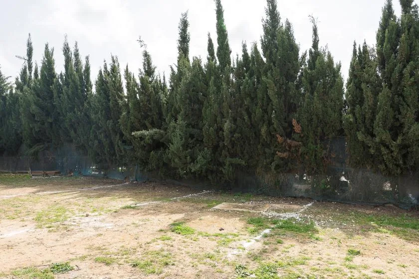 A sandy outdoor area bordered by a dense row of evergreen trees.