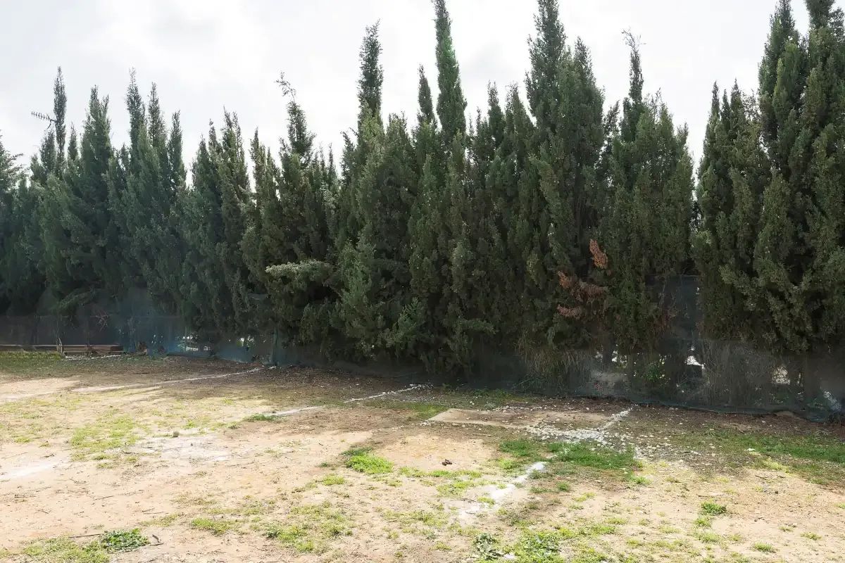 A sandy outdoor area with sparse grass lies in front of a row of trees.