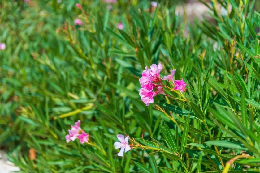 Flores rosadas florecen entre abundante follaje verde.