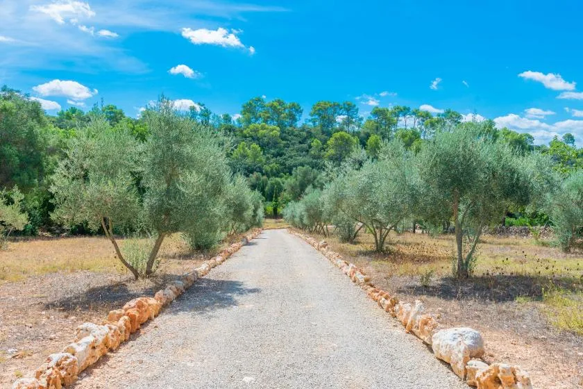 Un camino de grava pasa entre olivos hacia una ladera boscosa.