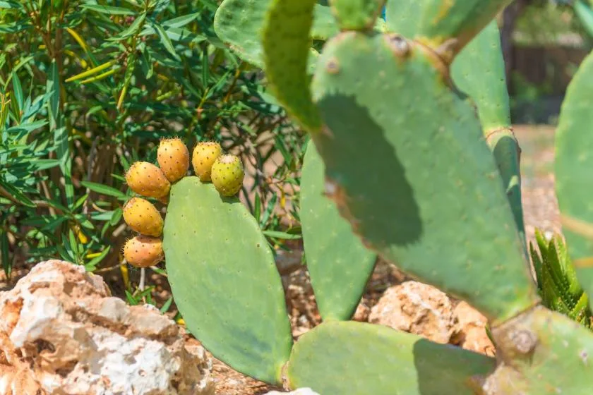 Un nopal crece entre rocas y plantas frondosas.
