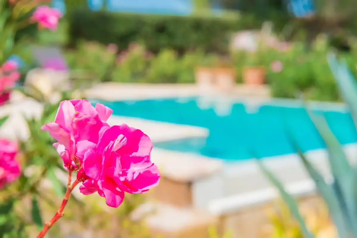 Una piscina está detrás de una planta con flores rosas en un jardín.