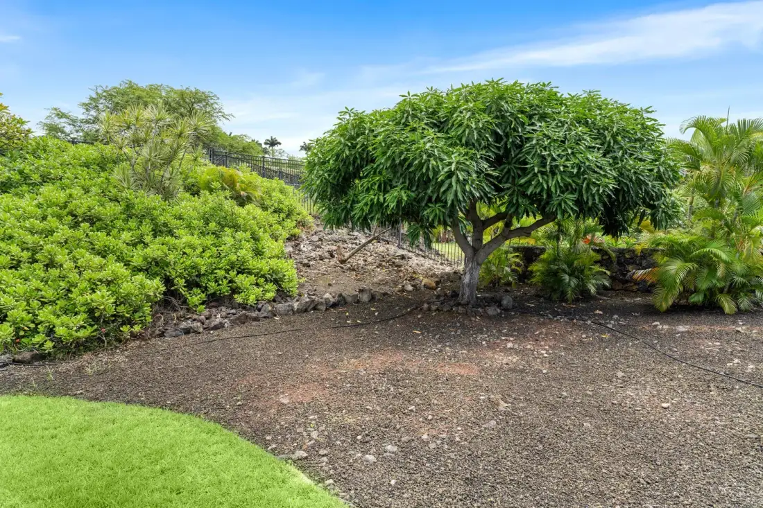 A landscaped garden with shrubs and a broad-canopied tree beside a gravel area.