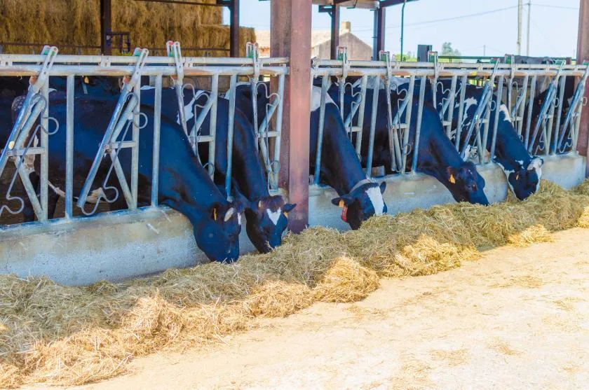 Vacas comen heno junto a una barrera de alimentación en un establo.