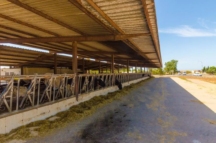 Un largo refugio cubierto para ganado, con animales tras barandillas junto a una zona pavimentada abierta.