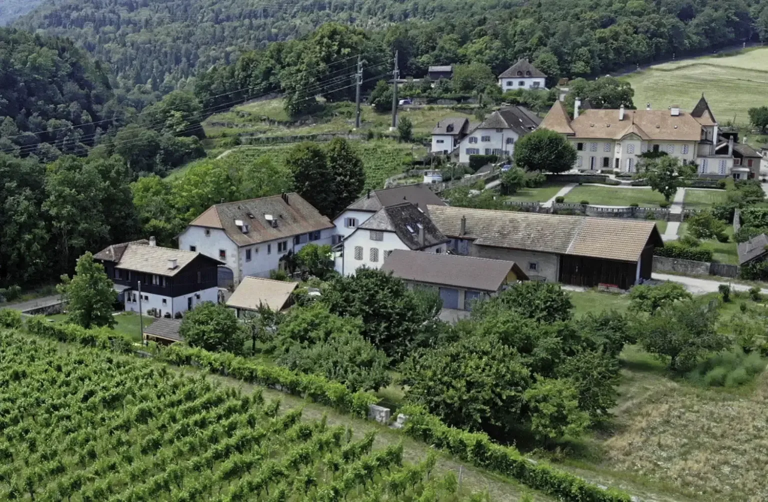 Vista aérea de viñedos y viviendas rurales