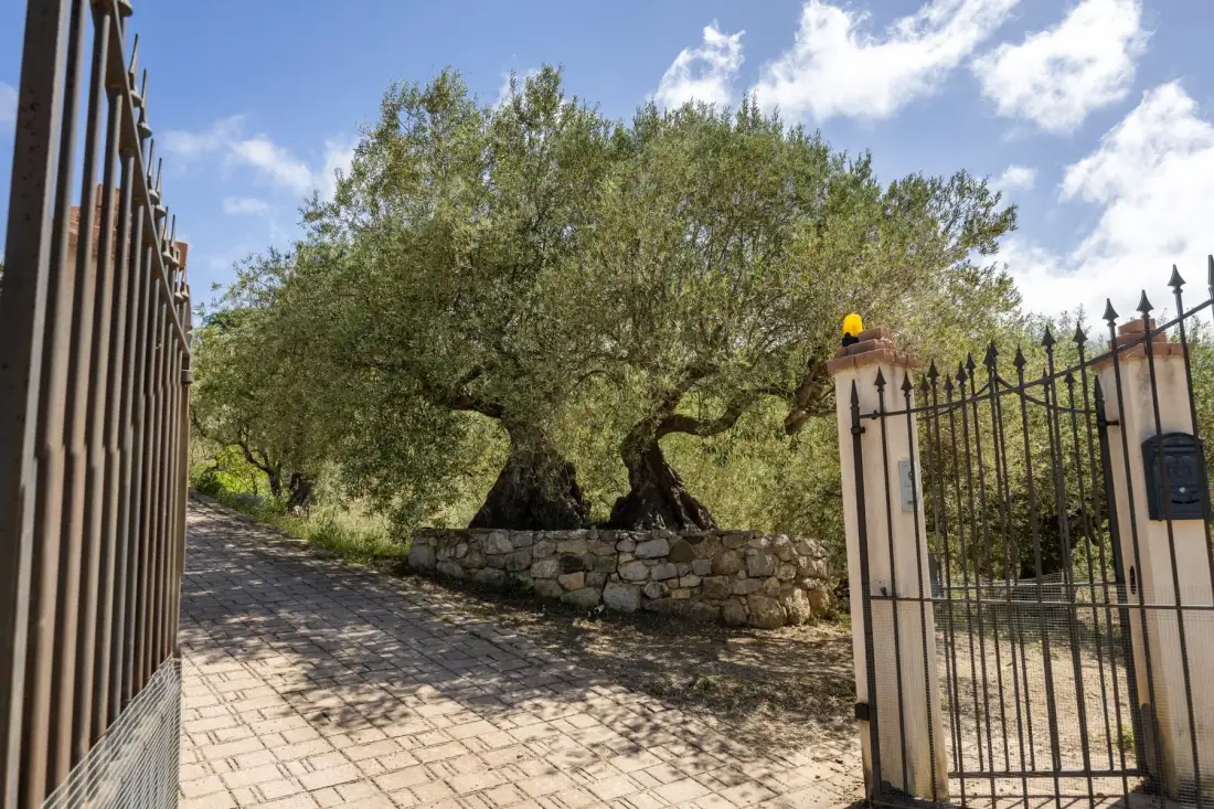 Un camino de entrada pavimentado pasa por una puerta abierta junto a un árbol grande.