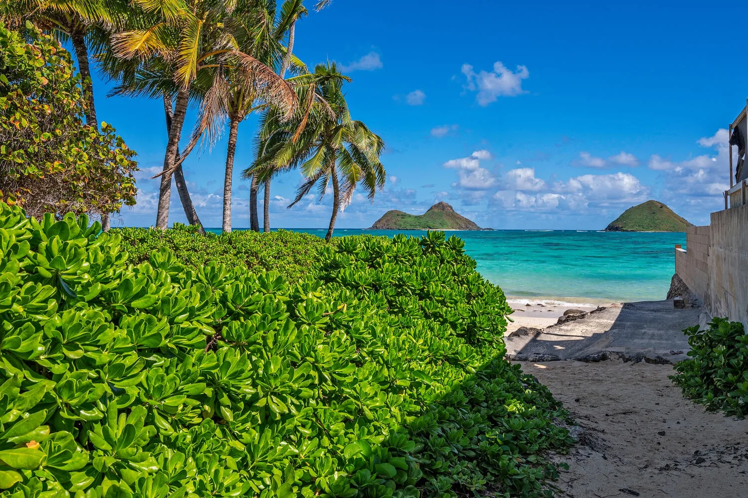 Una playa tropical con arbustos verdes, palmeras y agua turquesa.
