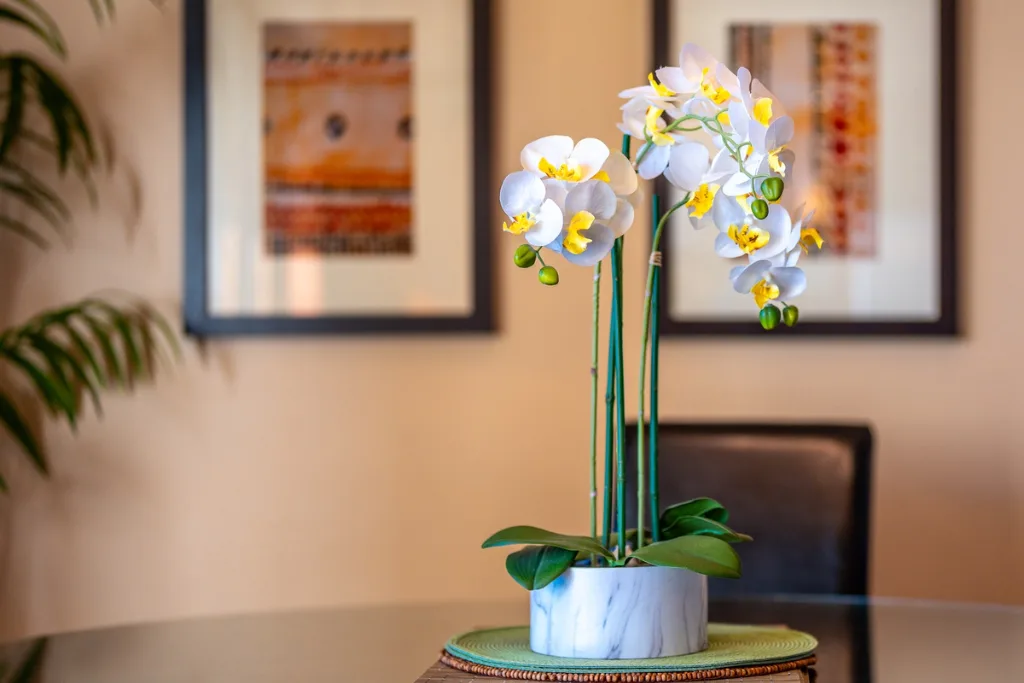 Una orquídea en maceta con flores blancas está sobre una mesa frente a cuadros enmarcados.