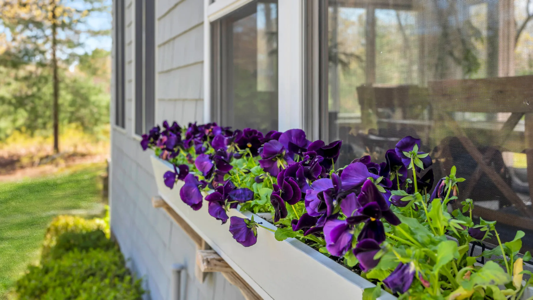 Flores moradas llenan una jardinera junto a las ventanas con mosquitero de una casa.