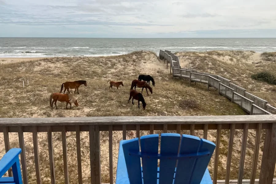 A wooden deck overlooks horses grazing among coastal dunes beside the ocean.
