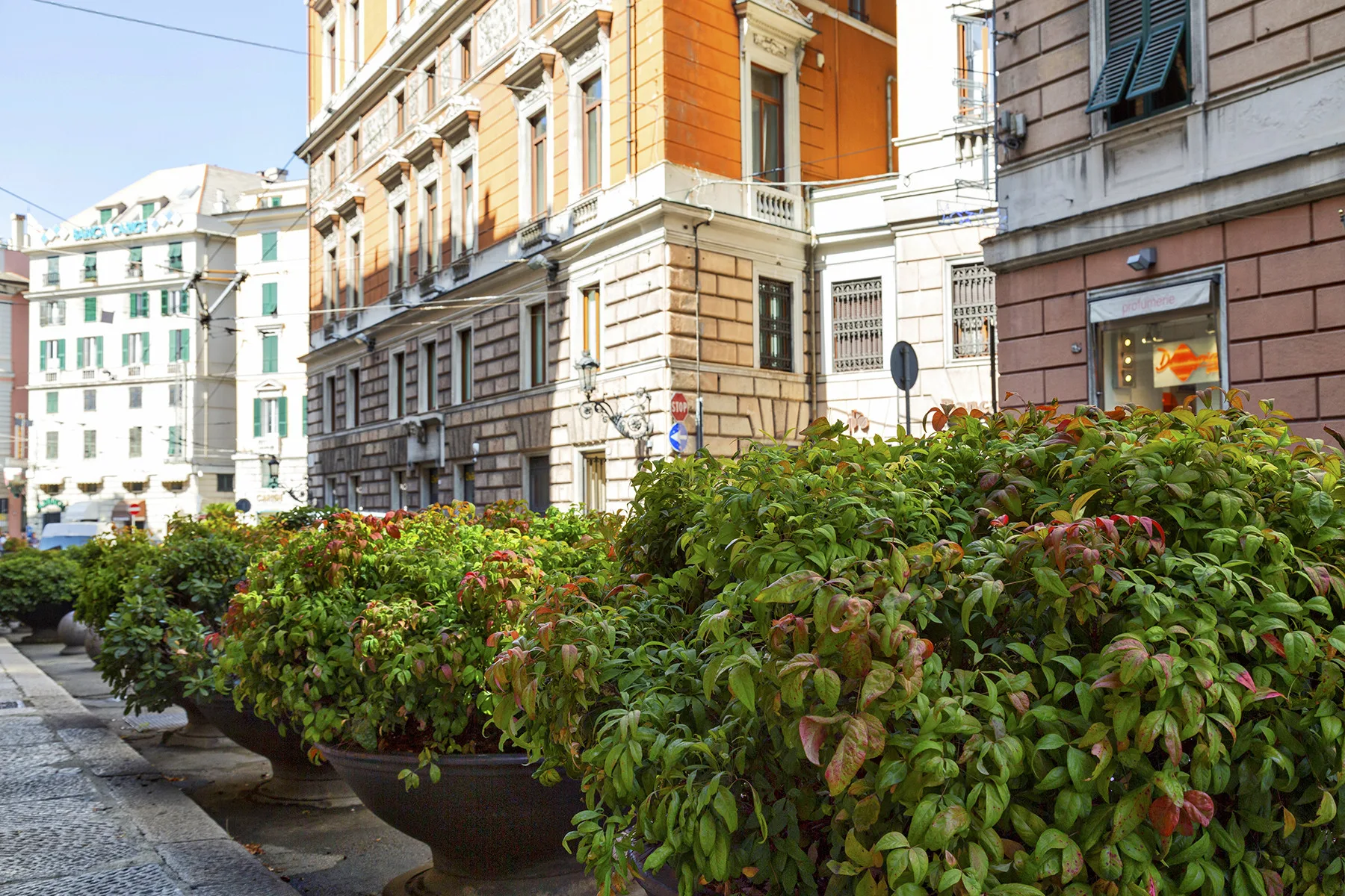 Una calle urbana bordeada de grandes maceteros y edificios de varias plantas.