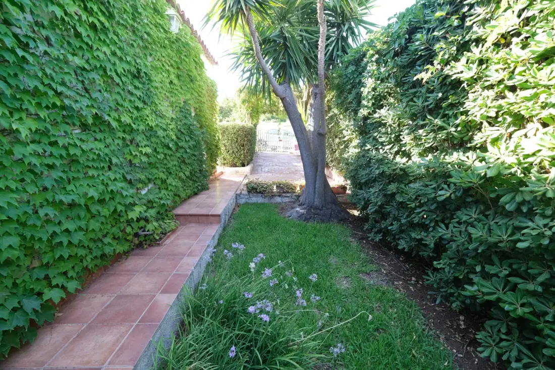 A garden path runs between tall green hedges beside a small lawn.
