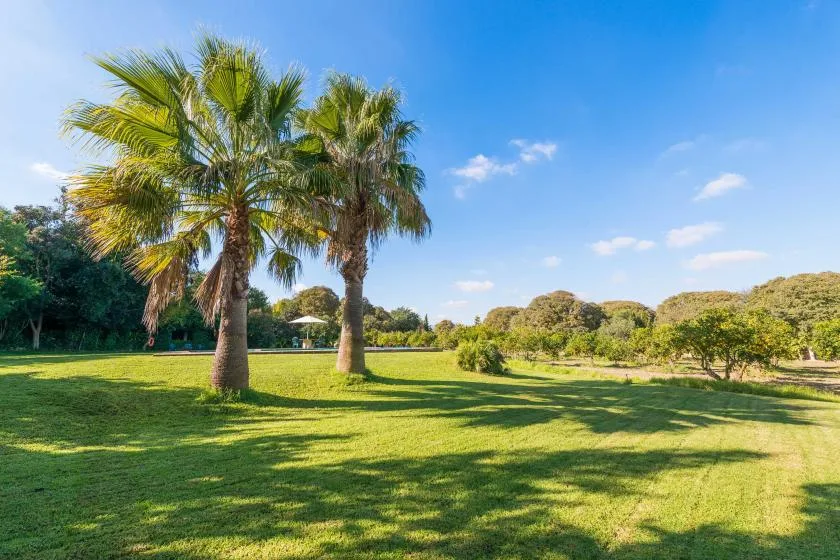 Un paisaje exterior con césped, palmeras y una hilera de árboles al fondo.