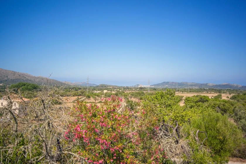 A flowering shrub stands among dry brush, with low hills beneath a clear sky.