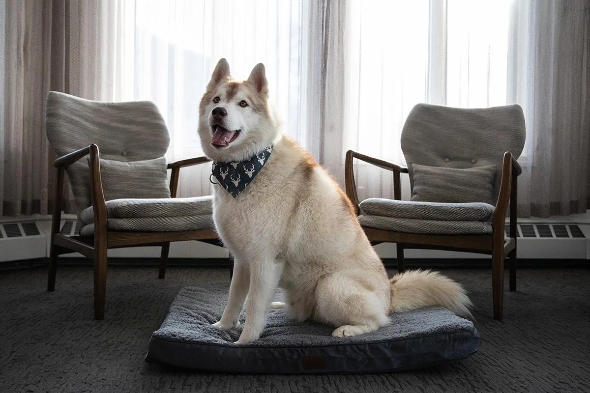 Perro en una habitación
