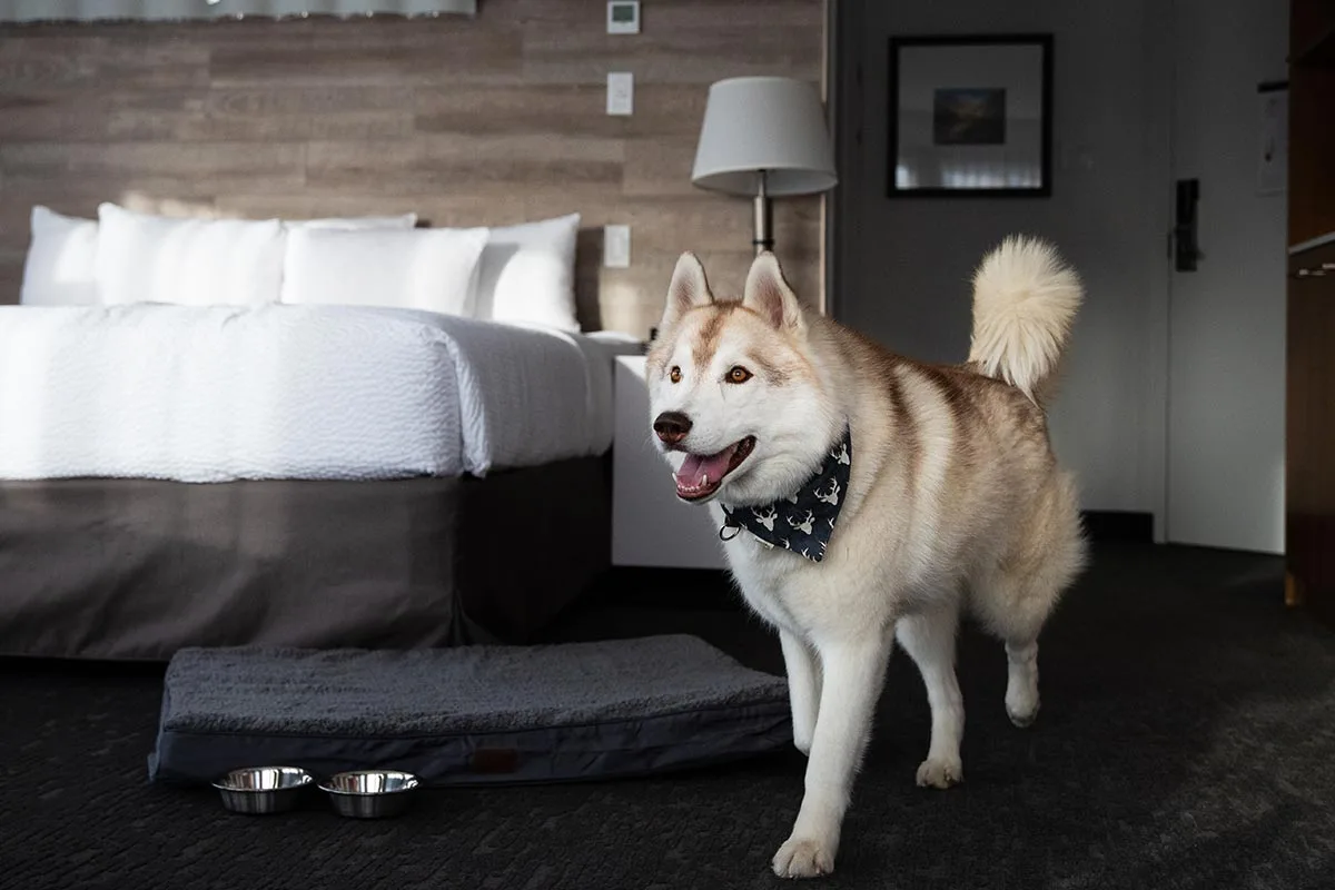 Perro junto a la cama de una habitación