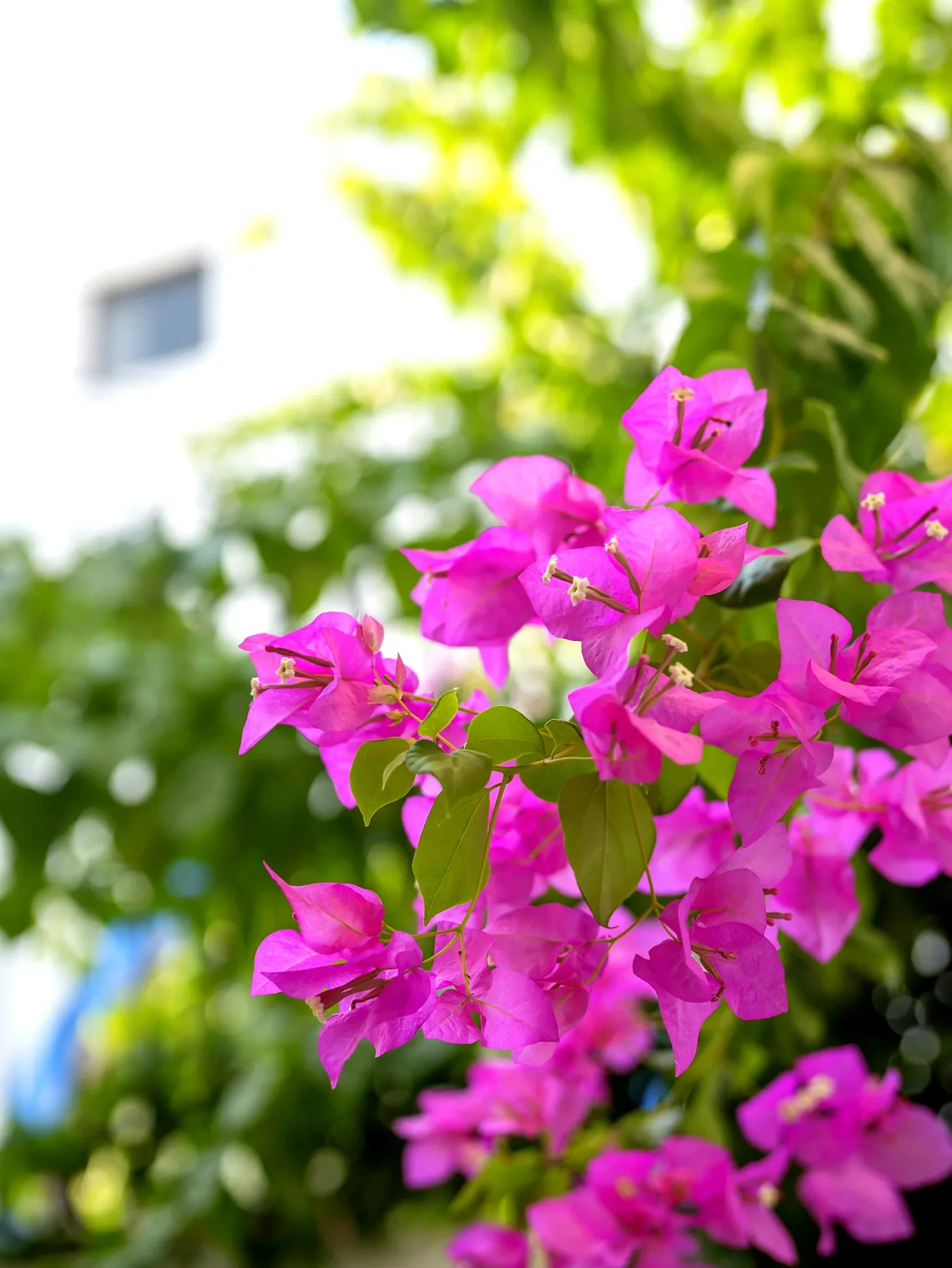 Buganvilla en el jardín